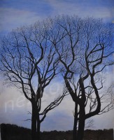 /album/arbres/arbre2fus-jpg/